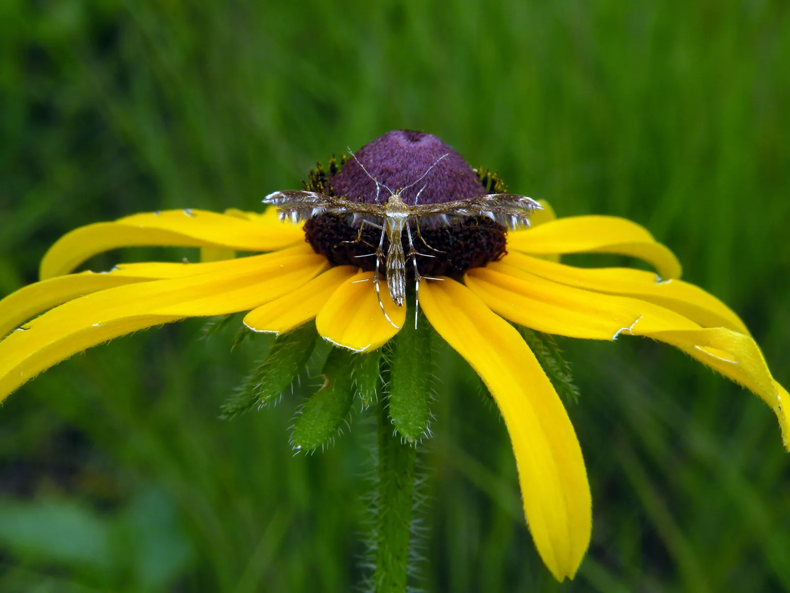 Black-Eyed Susan (Rudbeckia Hirta) — commonly known as Black-Eyed Susan