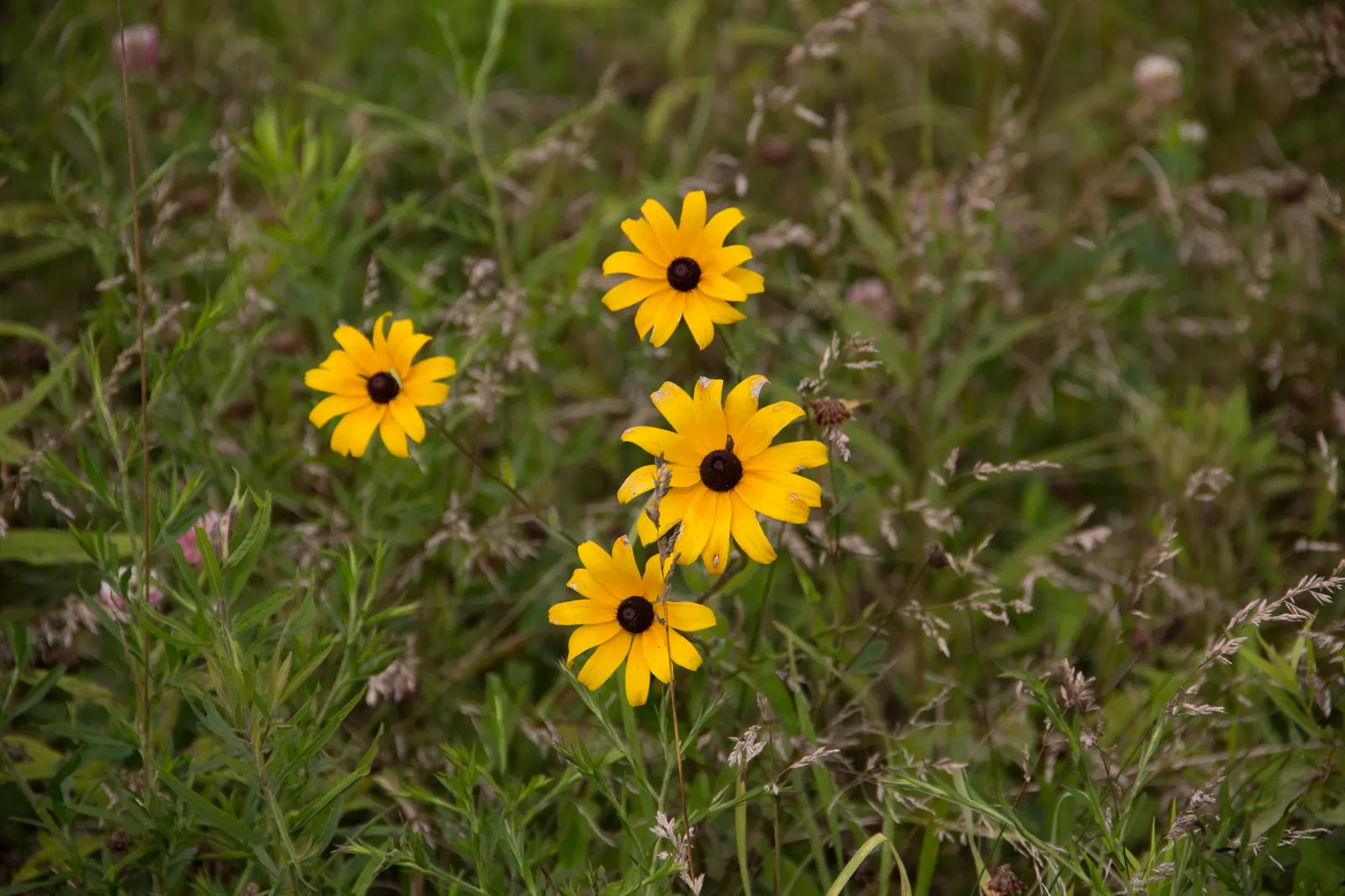 Black-Eyed Susan (Rudbeckia Hirta) — It's valued for its hardiness (zones 3-7)