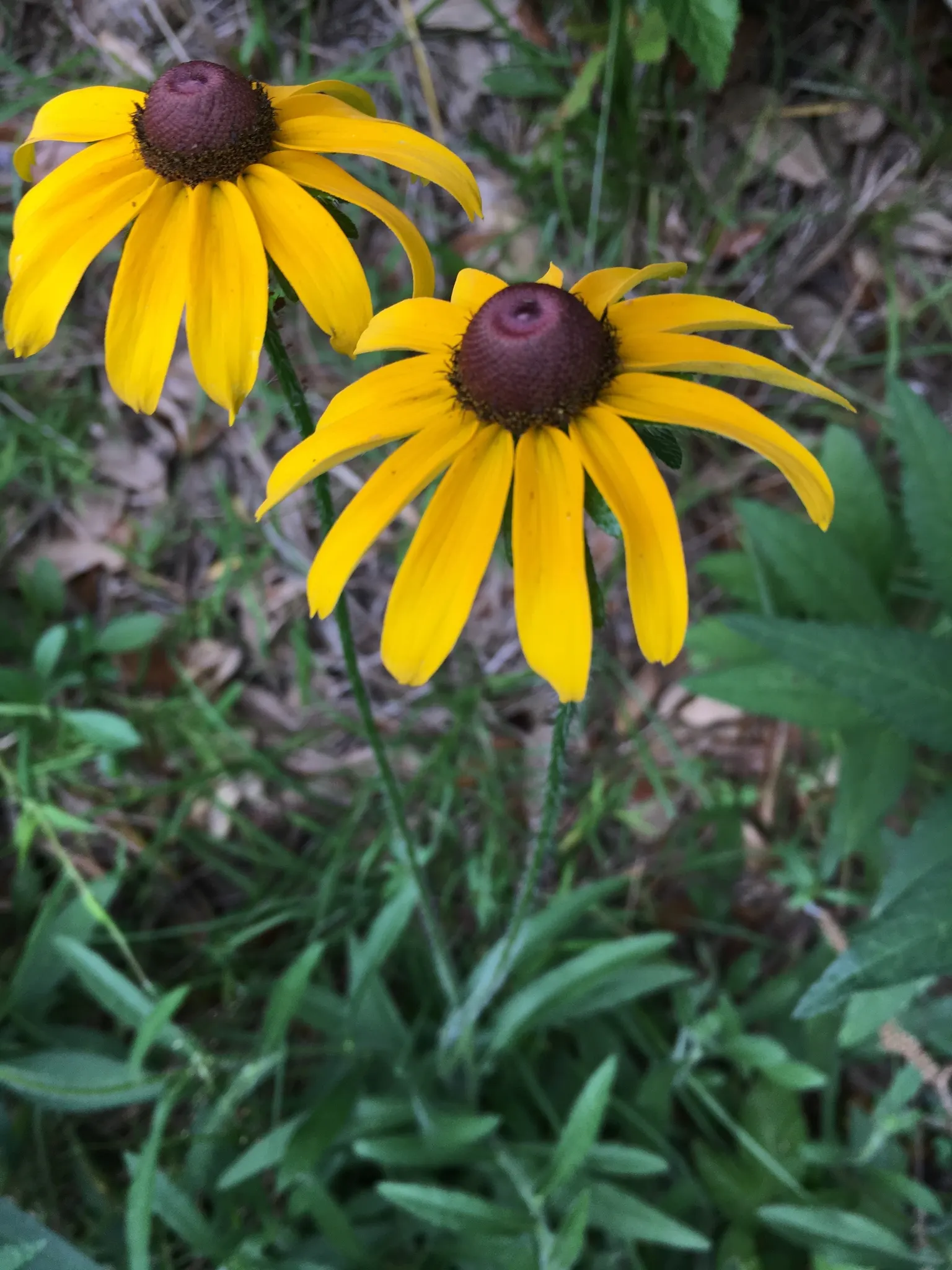 Black-Eyed Susan (Rudbeckia Hirta) — Thriving in full sun, it reaches 2-3 feet in height and spreads 1-2 feet