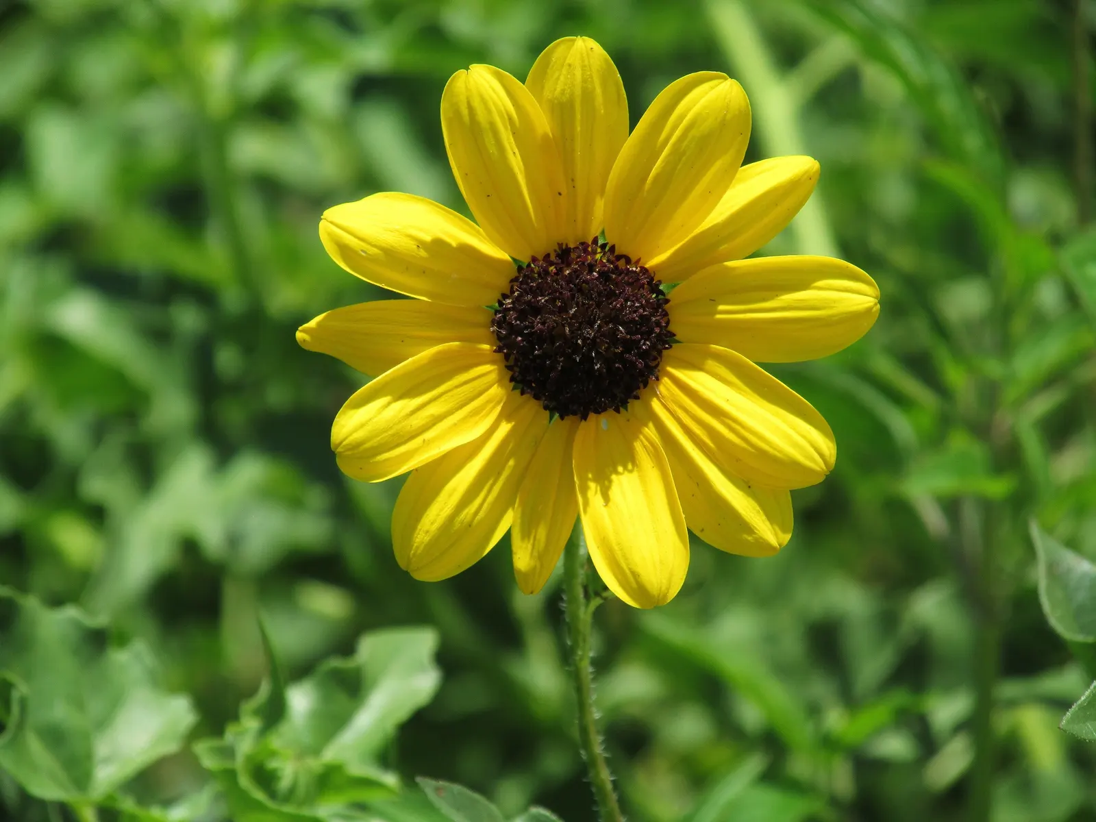 Black-Eyed Susan (Rudbeckia Hirta) — Drought-tolerant once established, it's ideal for borders, wildflower gardens, and as a cut flower