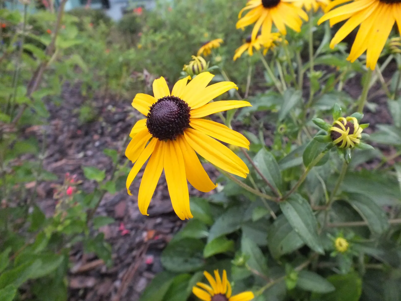 Black-Eyed Susan (Rudbeckia Hirta) — is a vibrant perennial with golden-yellow petals circling a dark brown central cone