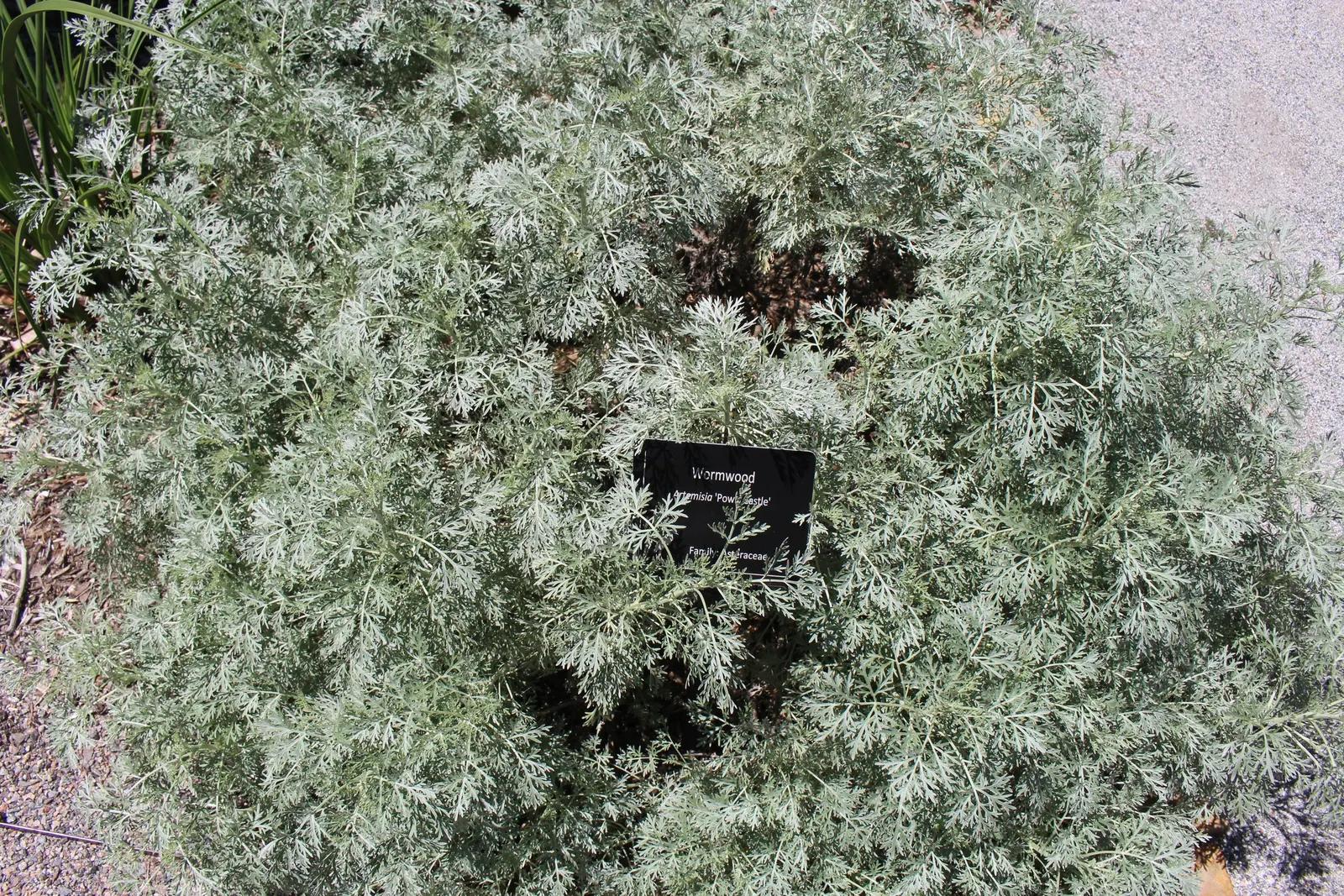 Powis Castle Artemisia (Artemisia 'Powis Castle') — it requires minimal upkeep and offers excellent resistance to deer and rabbits
