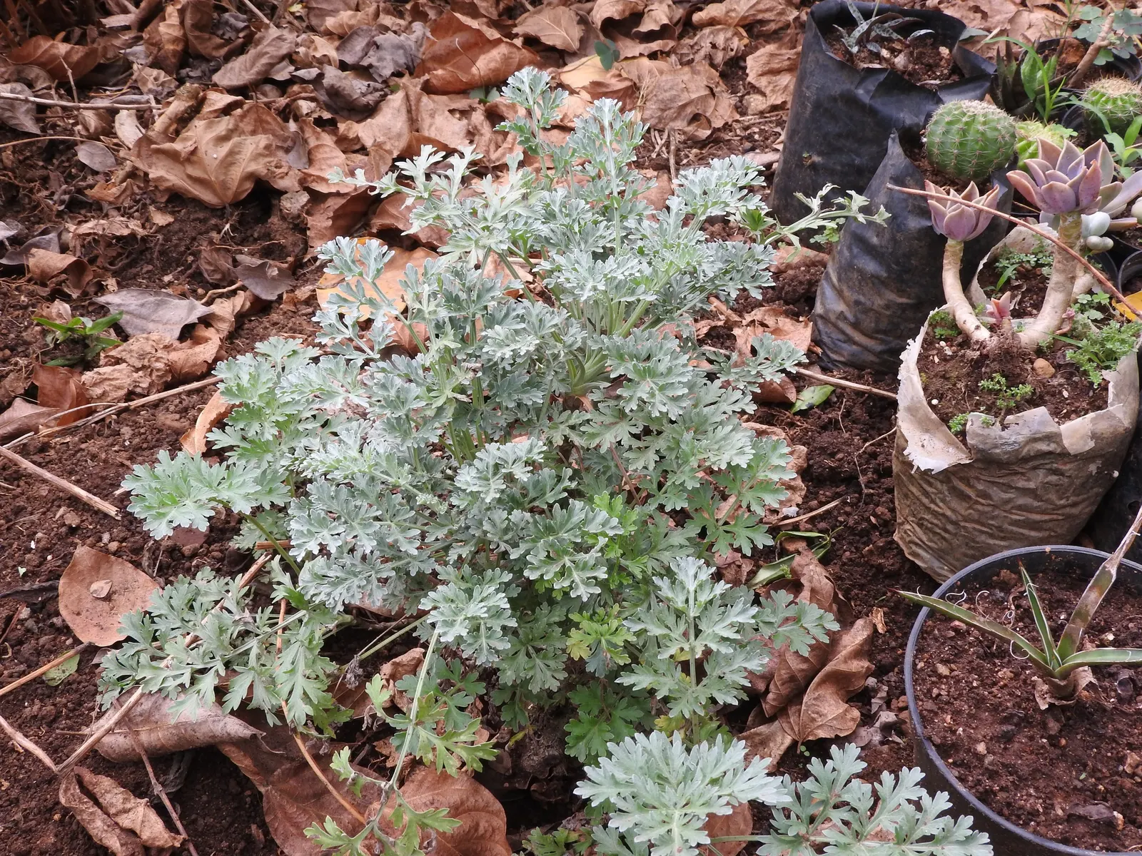 Powis Castle Artemisia (Artemisia 'Powis Castle') — aromatic foliage and robust nature