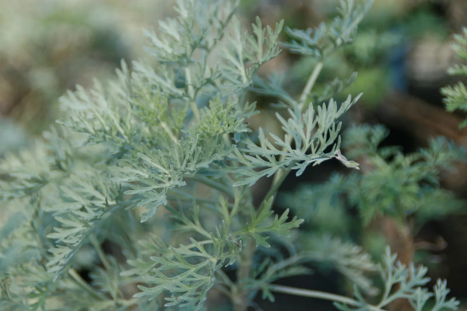 Powis Castle Artemisia (Artemisia 'Powis Castle') — This drought-tolerant plant thrives in USDA zones 6-9, prefers full sun, and well-draining soil