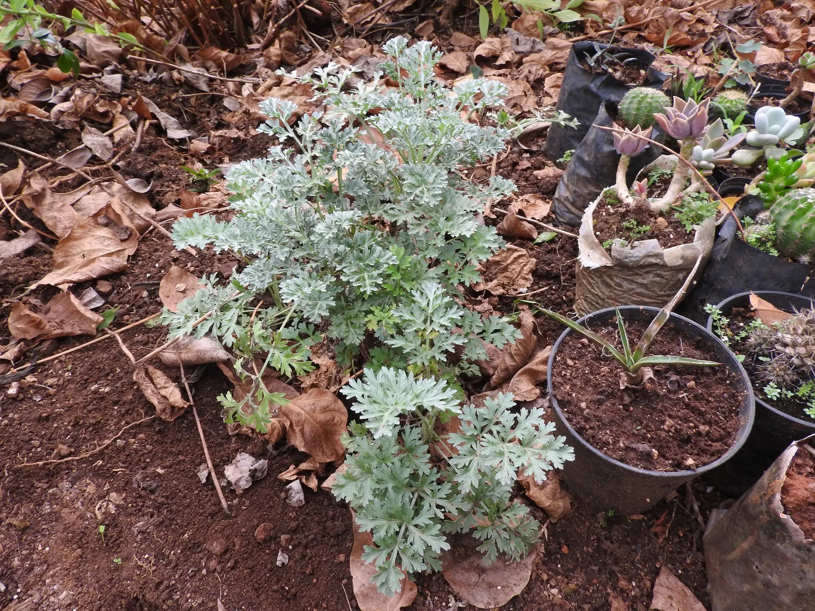 Powis Castle Artemisia (Artemisia 'Powis Castle') — making it an excellent choice for a variety of landscape designs