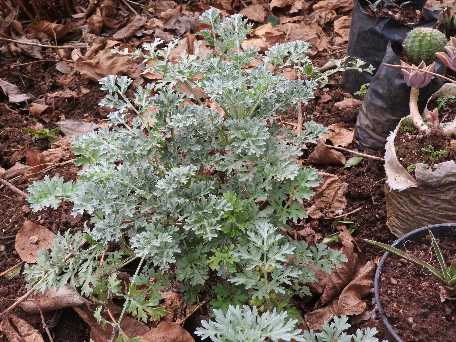 Powis Castle Artemisia (Artemisia 'Powis Castle') — botanical name Artemisia 'Powis Castle,' is an exquisite perennial that is celebrated for its feathery