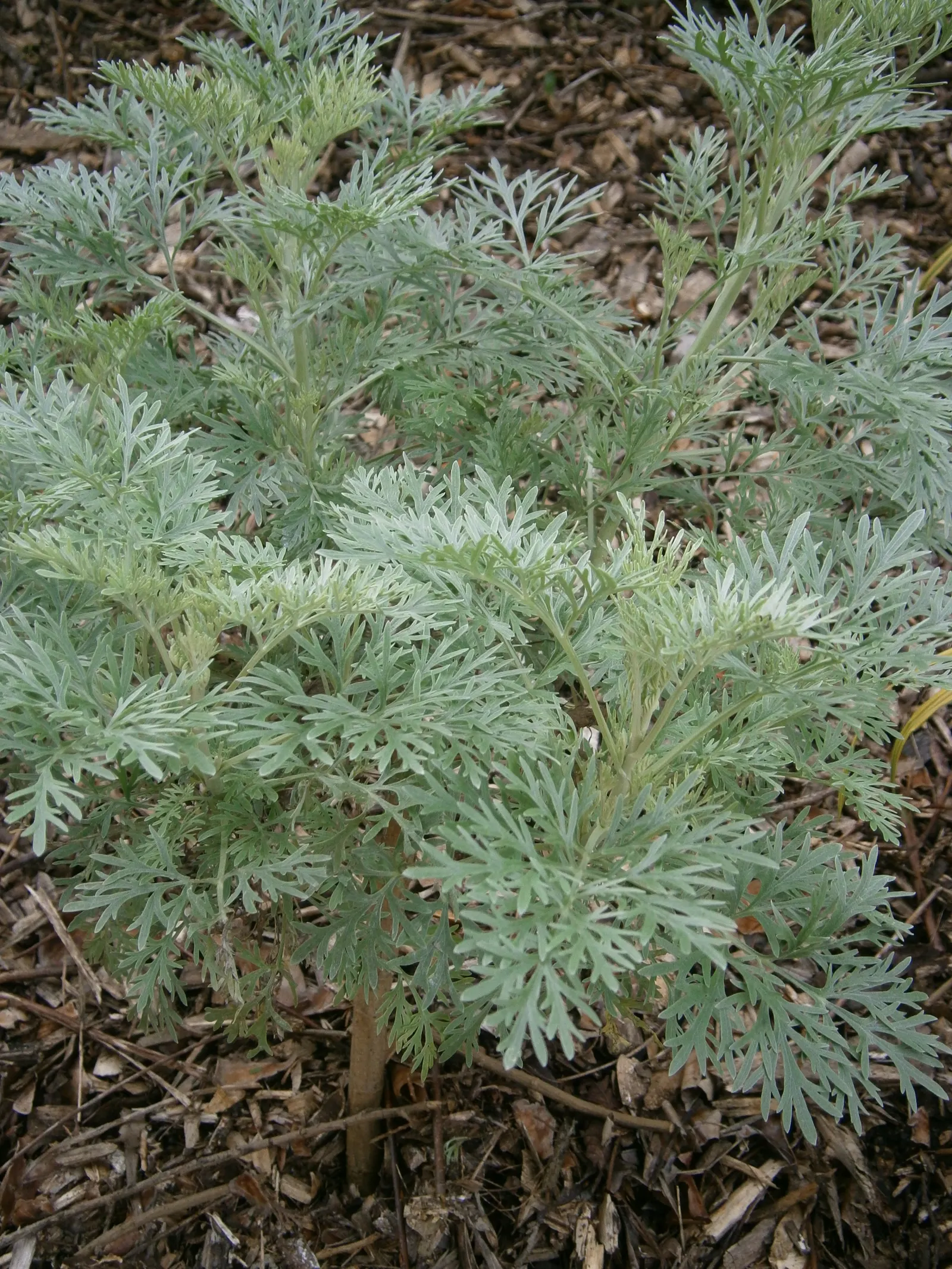 Powis Castle Artemisia (Artemisia 'Powis Castle') — Ideal for adding texture and contrast to borders or xeriscape designs