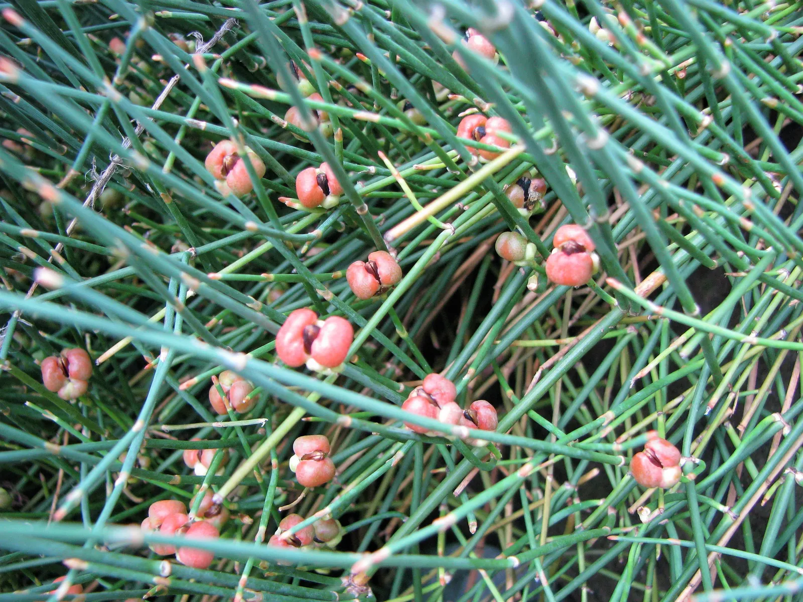 Joint Pine (Ephedra Distachya) — rounded leaves resembling grape leaves