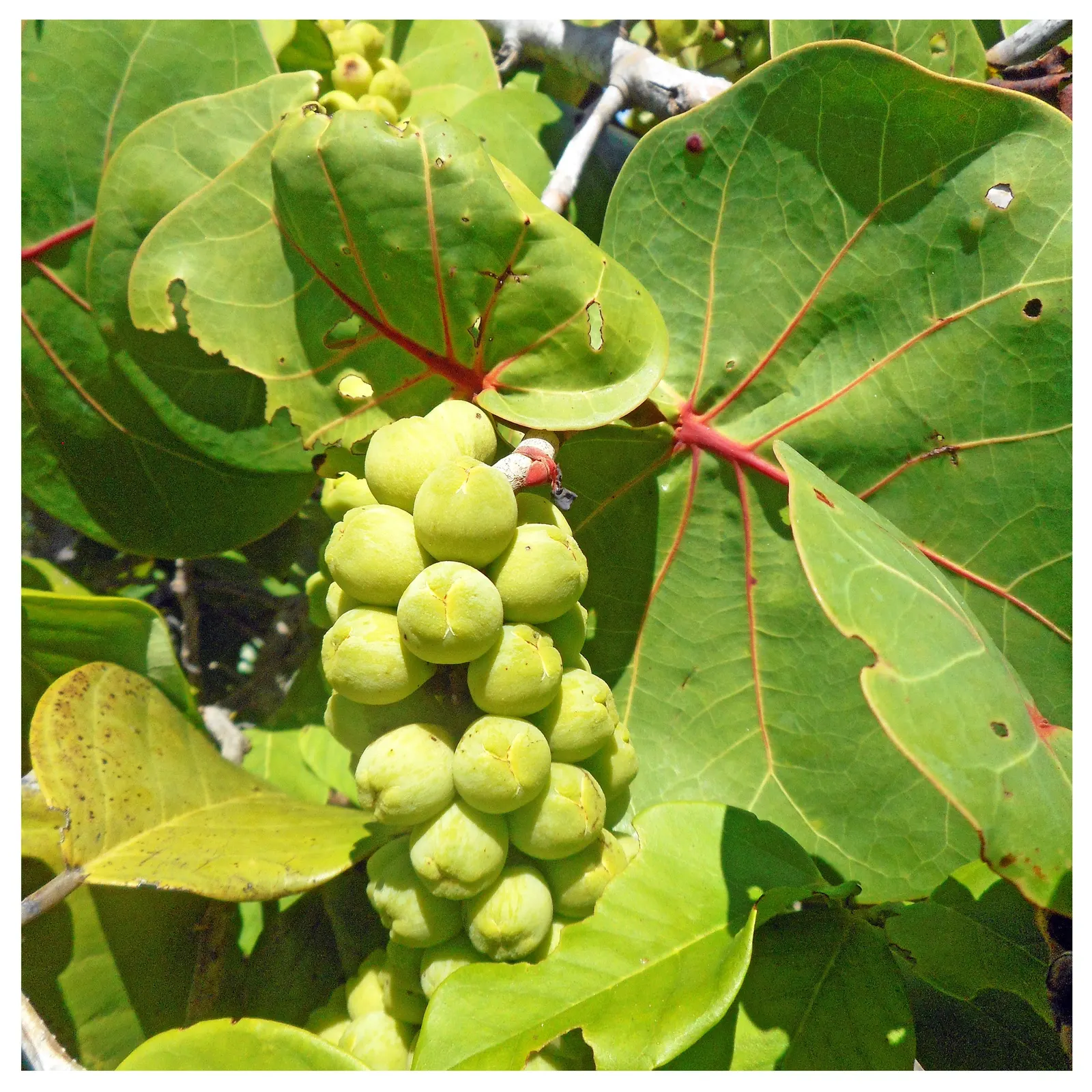 Joint Pine (Ephedra Distachya) — The Sea Grape (Coccoloba uvifera)