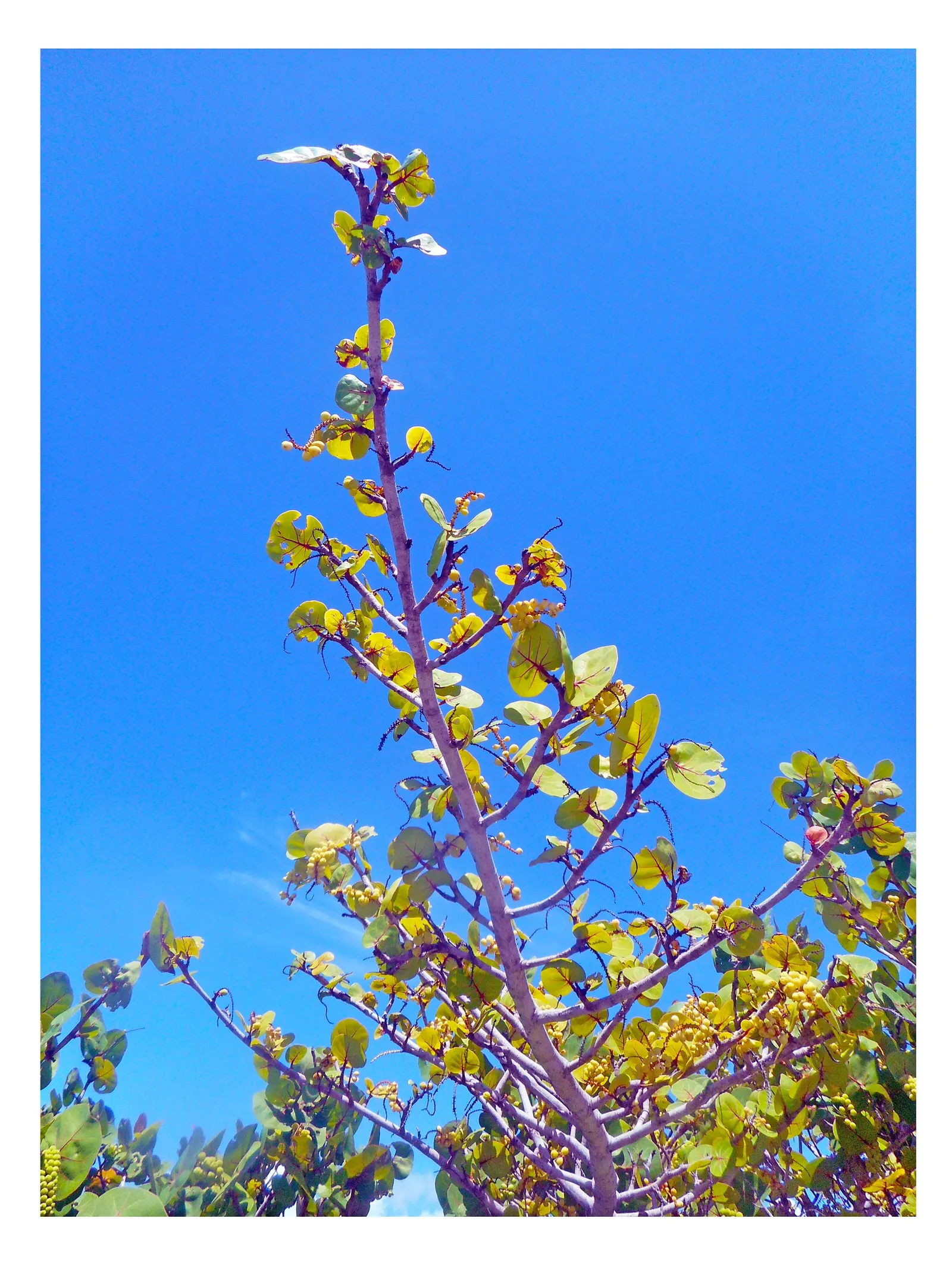 Joint Pine (Ephedra Distachya) — providing year-round visual interest and wildlife sustenance