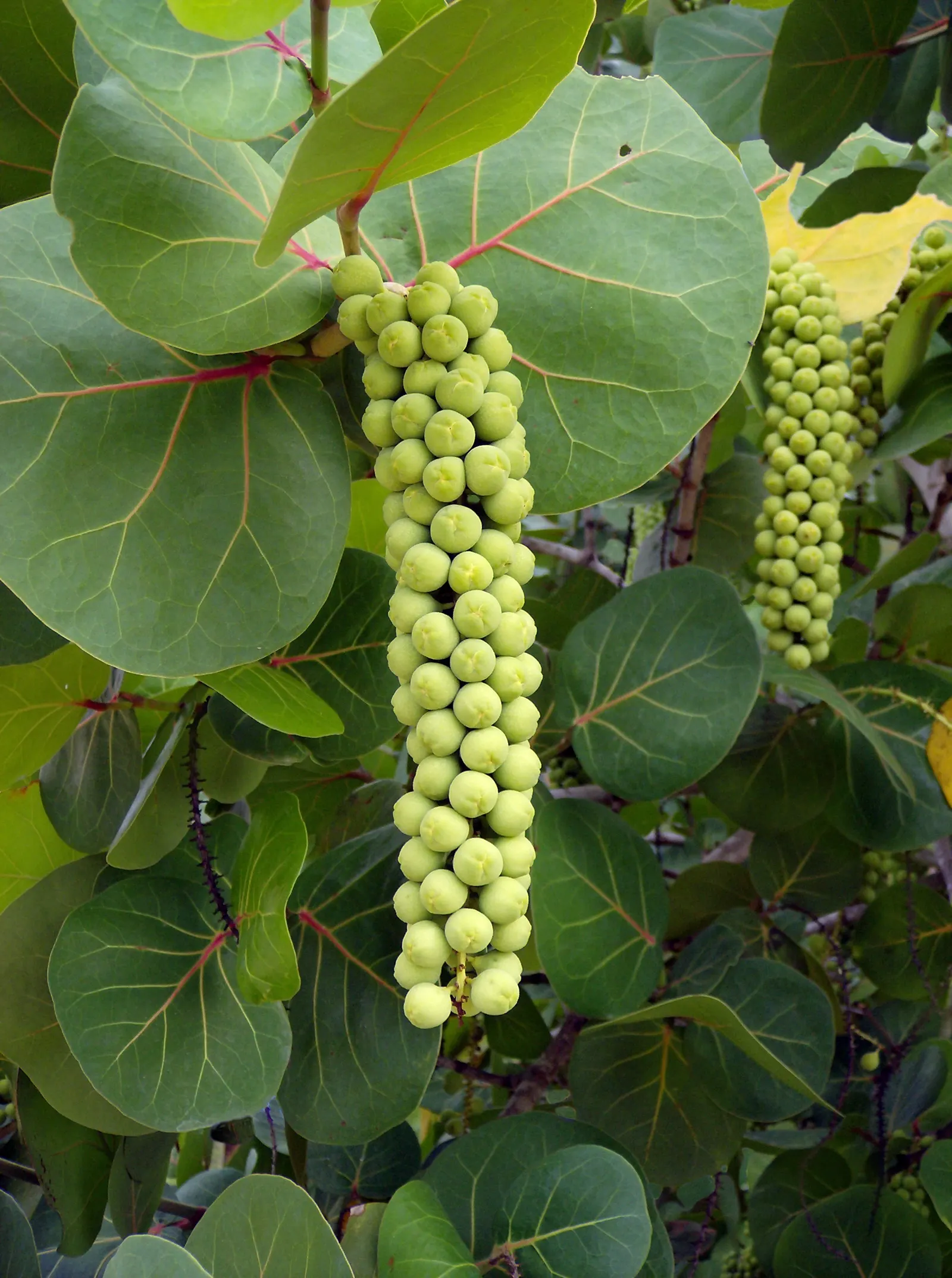 Joint Pine (Ephedra Distachya) — Sea Grape (Ephedra distachya) is a distinctive coastal shrub