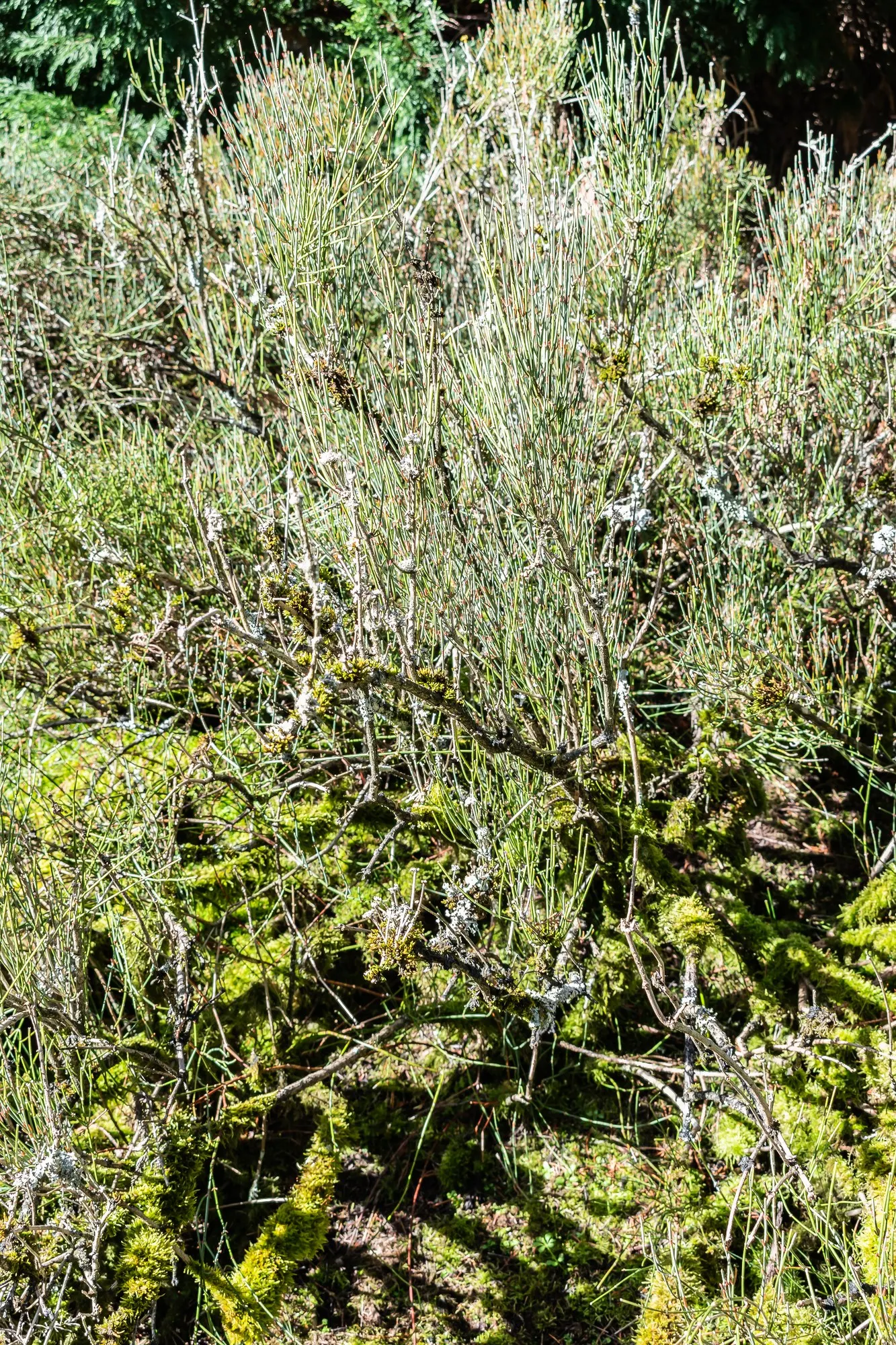 Joint Pine (Ephedra Distachya) — and minimal need for pruning make it a low-maintenance option for a landscape