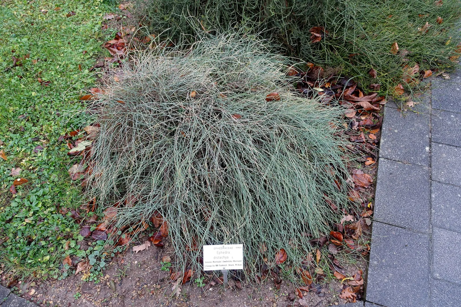 Joint Pine (Ephedra Distachya) — While it prefers full sun to partial shade