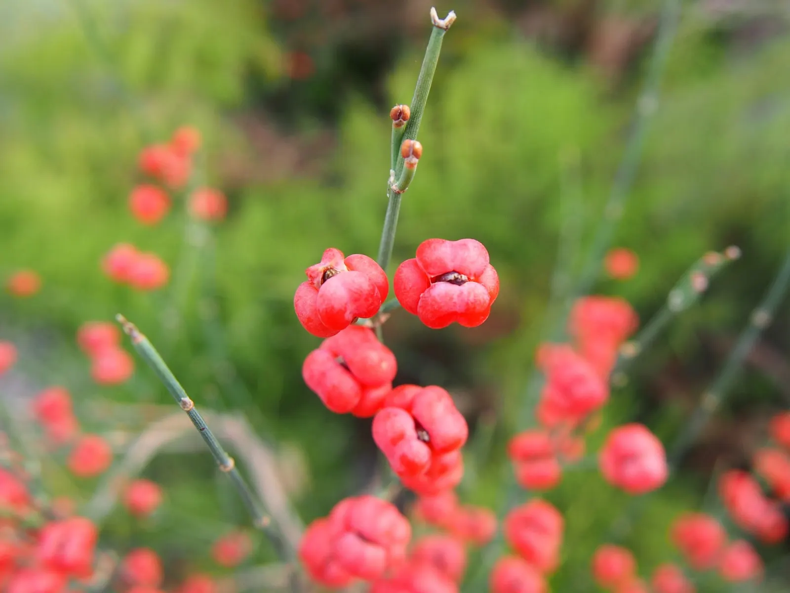 Joint Pine (Ephedra Distachya) — and parts of Central and South America