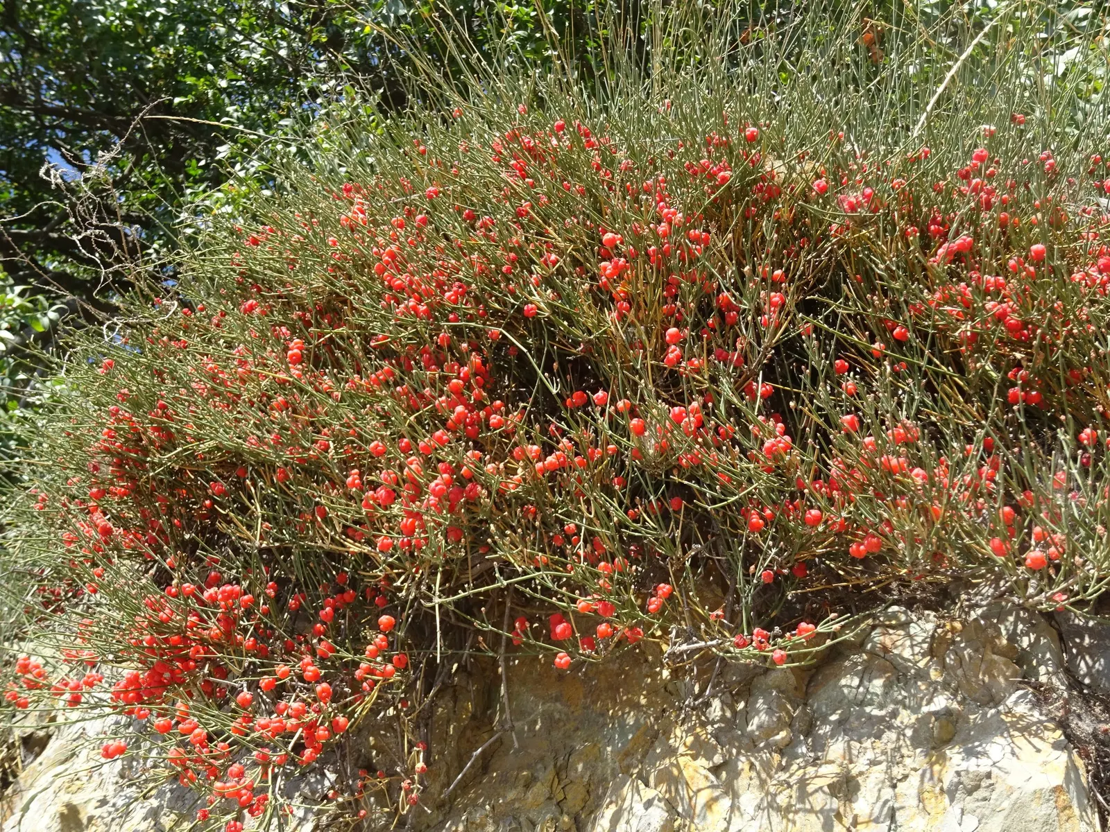 Joint Pine (Ephedra Distachya) — with some specimens capable of growing up to 35 to 50 feet tall if conditions allow