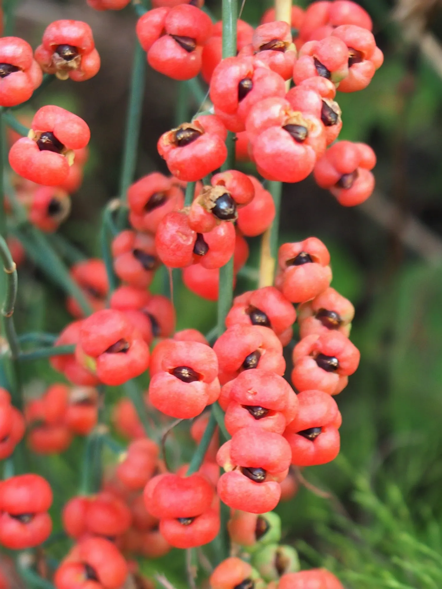 Joint Pine (Ephedra Distachya) — inconspicuous white flowers