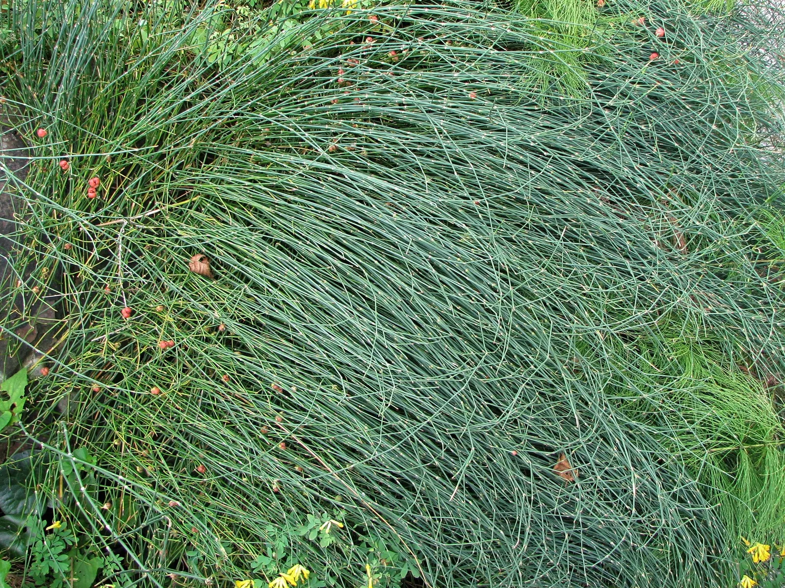 Joint Pine (Ephedra Distachya) — <br><br>The Sea Grape can reach a height of 6 to 8 feet and spread equally wide