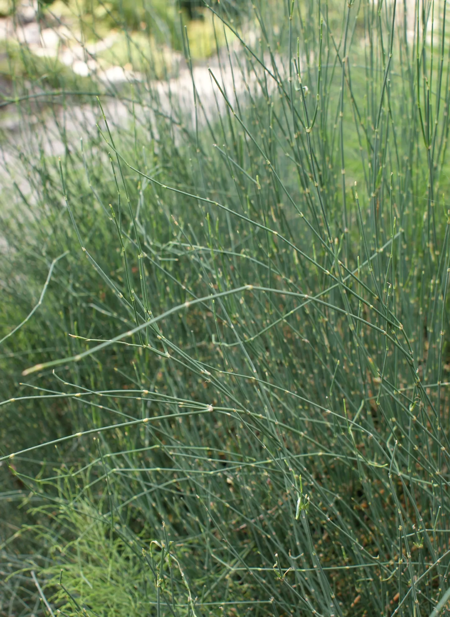 Joint Pine (Ephedra Distachya) — making it an ideal choice for seaside landscapes