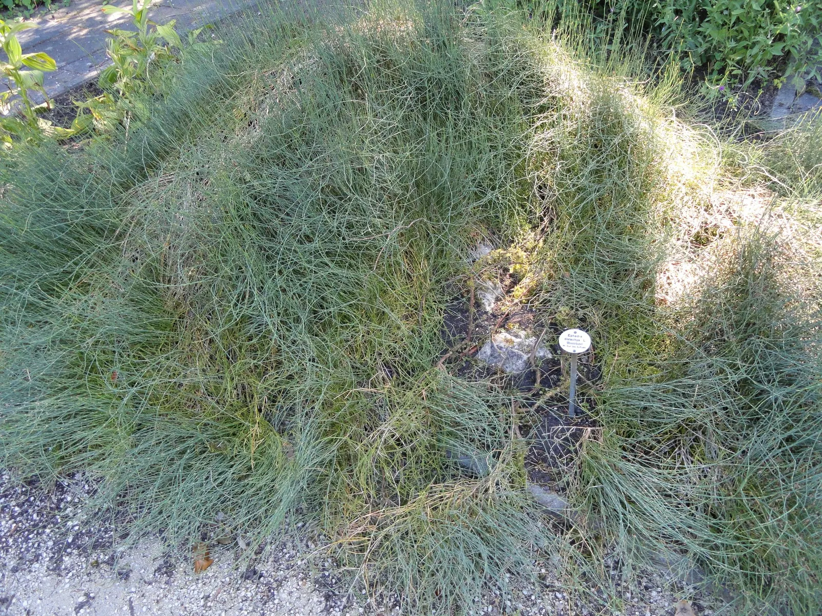 Joint Pine (Ephedra Distachya) — These fruits can serve as a food source for local wildlife or can be utilized in homemade jams