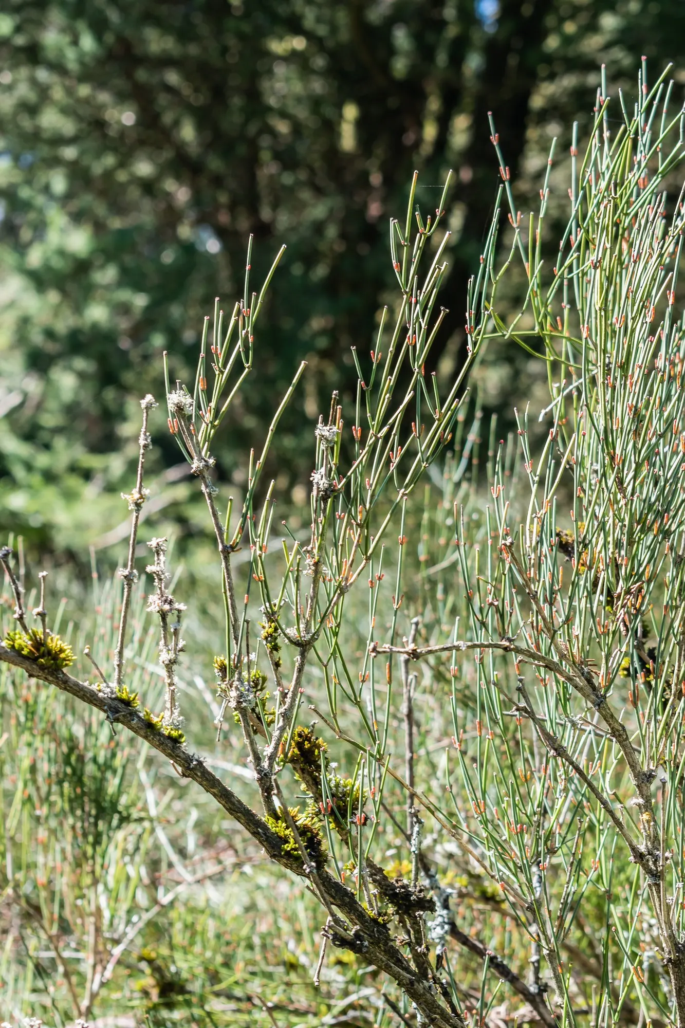 Joint Pine (Ephedra Distachya) — its moderate water requirements once established