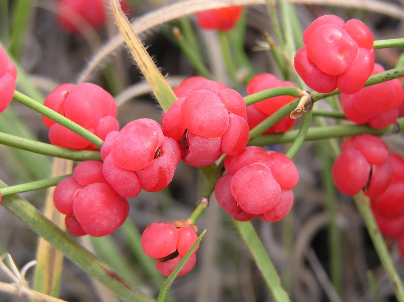 Joint Pine (Ephedra Distachya) — followed by grape-like fruits that ripen to a purple hue and are edible