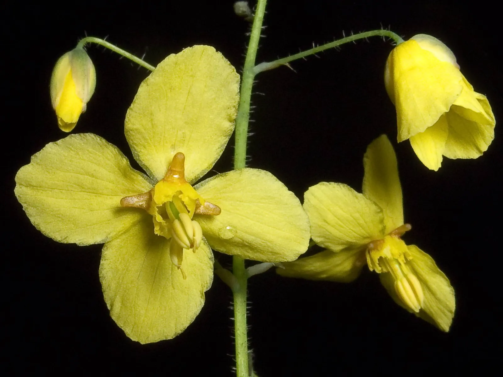 Frohnleiten Barrenwort (Epimedium 'Frohnleiten') — The Frohnleiten Barrenwort (Epimedium 'Frohnleiten') is a perennial favored for its resilience and attractive