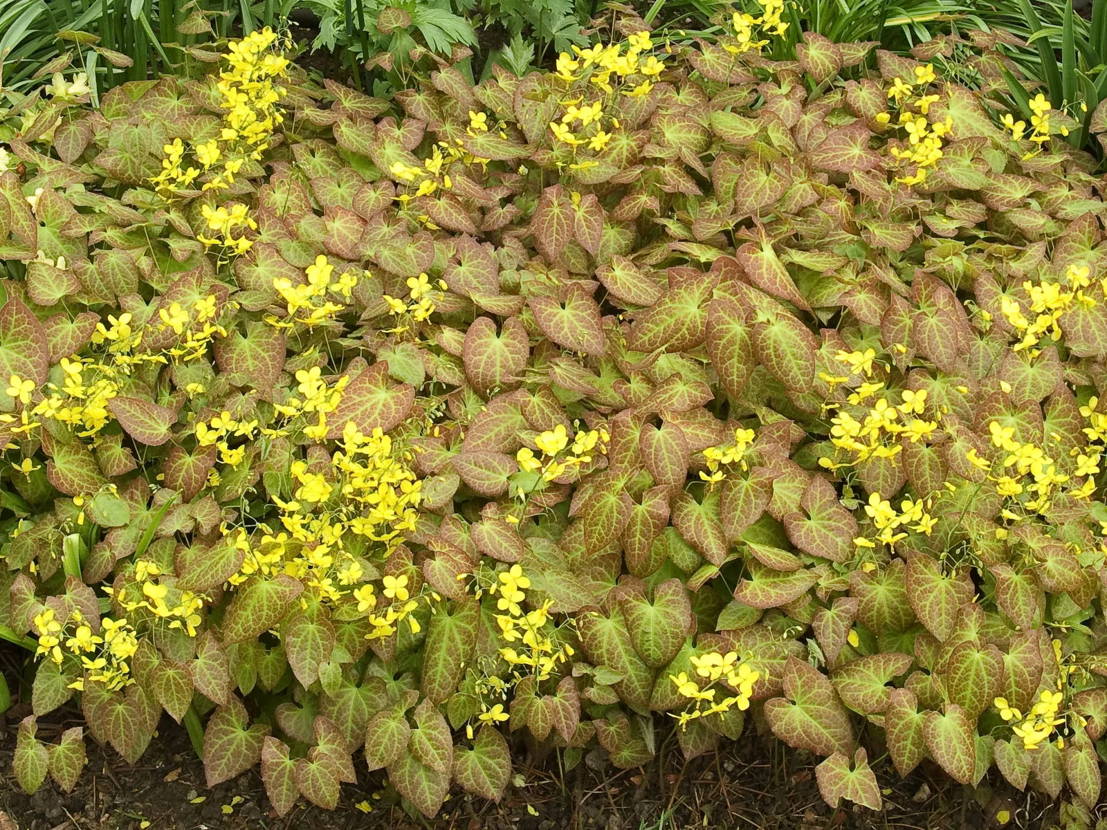 Frohnleiten Barrenwort (Epimedium 'Frohnleiten') — heart-shaped foliage that transitions from bronze in spring to green
