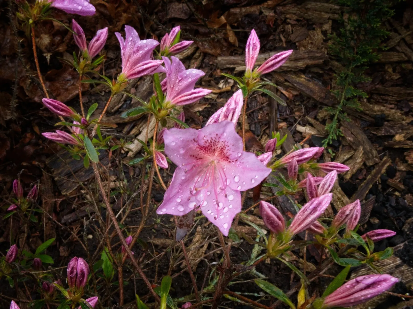 Korean Azalea (Rhododendron poukhanense) — except to shape or remove any dead or diseased wood