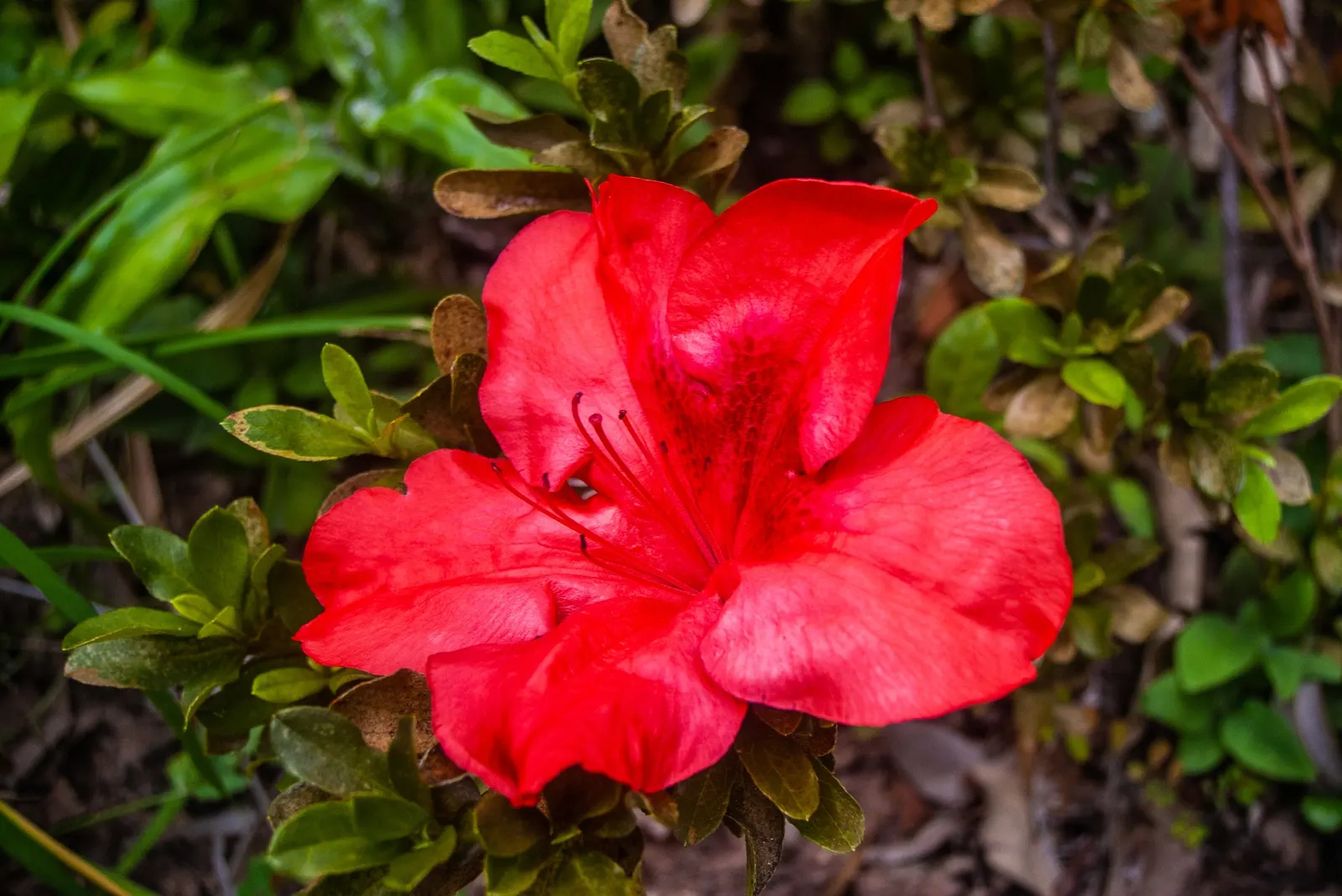 Korean Azalea (Rhododendron poukhanense) — Renowned for its vibrant, purple-pink blooms in spring, it adds striking color contrast