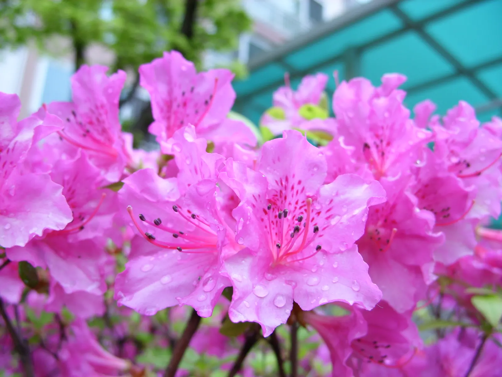 Korean Azalea (Rhododendron poukhanense) — which create a stunning contrast against its deep green foliage