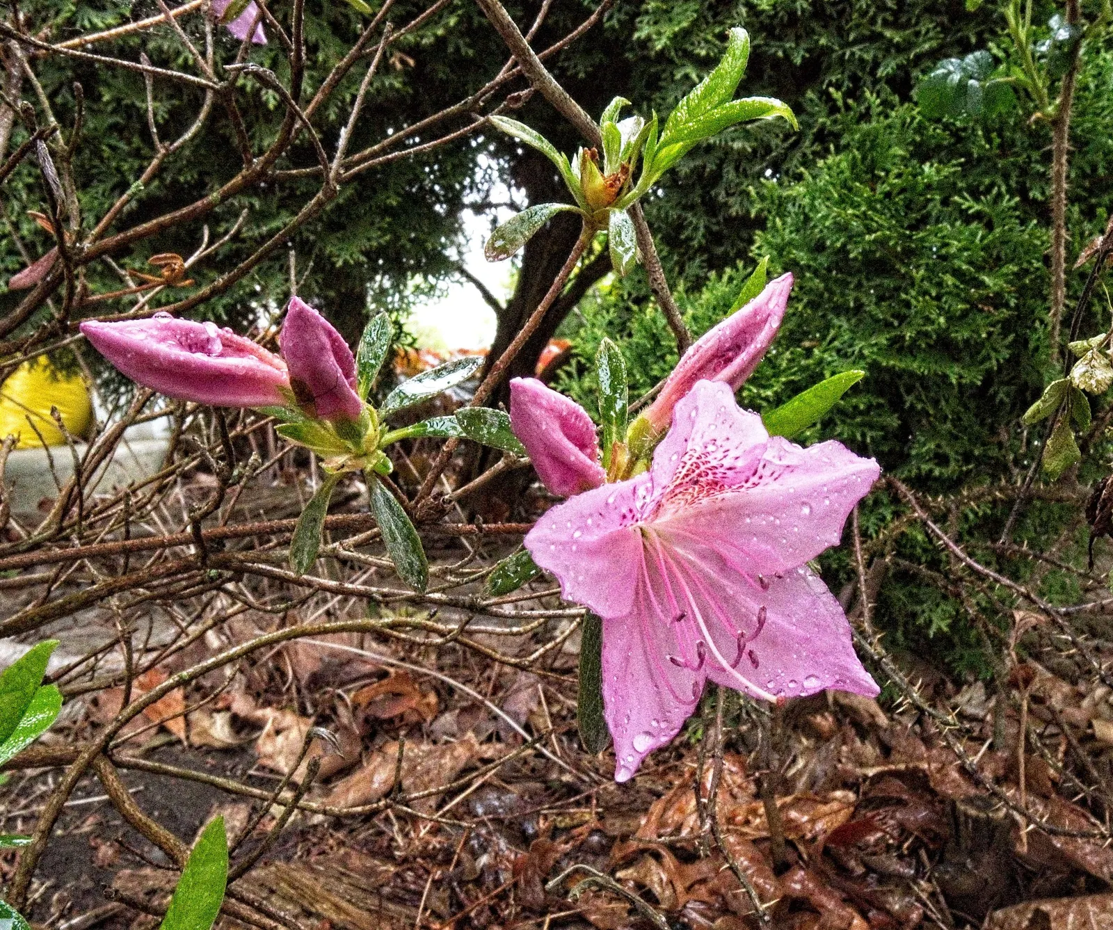 Korean Azalea (Rhododendron poukhanense) — When integrating this shrub into landscape designs