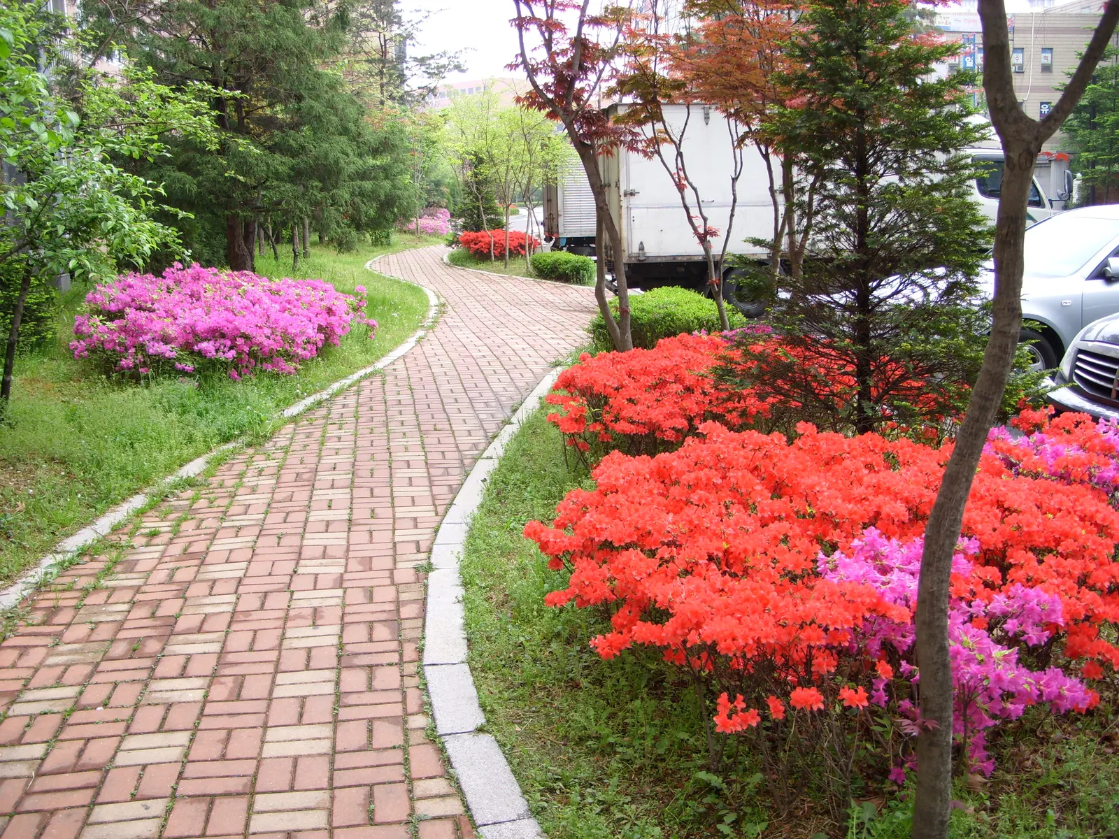 Korean Azalea (Rhododendron poukhanense) — poukhanense) is an exceptional shrub; acidic soil (pH between 5.5 and 6.0) and thrive best in partial shade but can