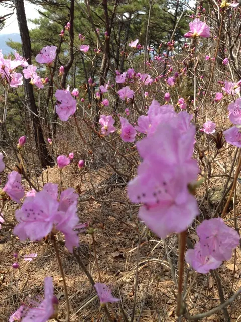 Korean Azalea (Rhododendron poukhanense) — Korean Azalea (Rhododendron yedoense var