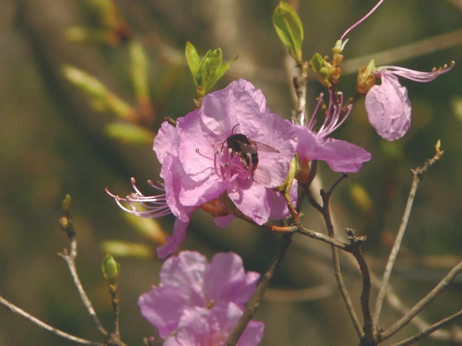 Korean Azalea (Rhododendron poukhanense) — This deciduous Azalea thrives in USDA hardiness zones 4 through 9