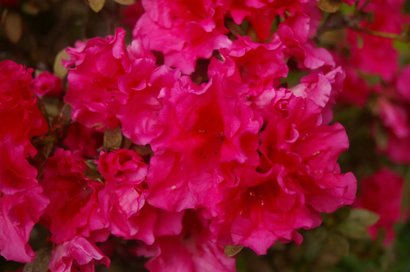 Korean Azalea (Rhododendron poukhanense) — Renowned for its vibrant, purple-pink blooms in spring, it adds striking color contrast; regular watering and