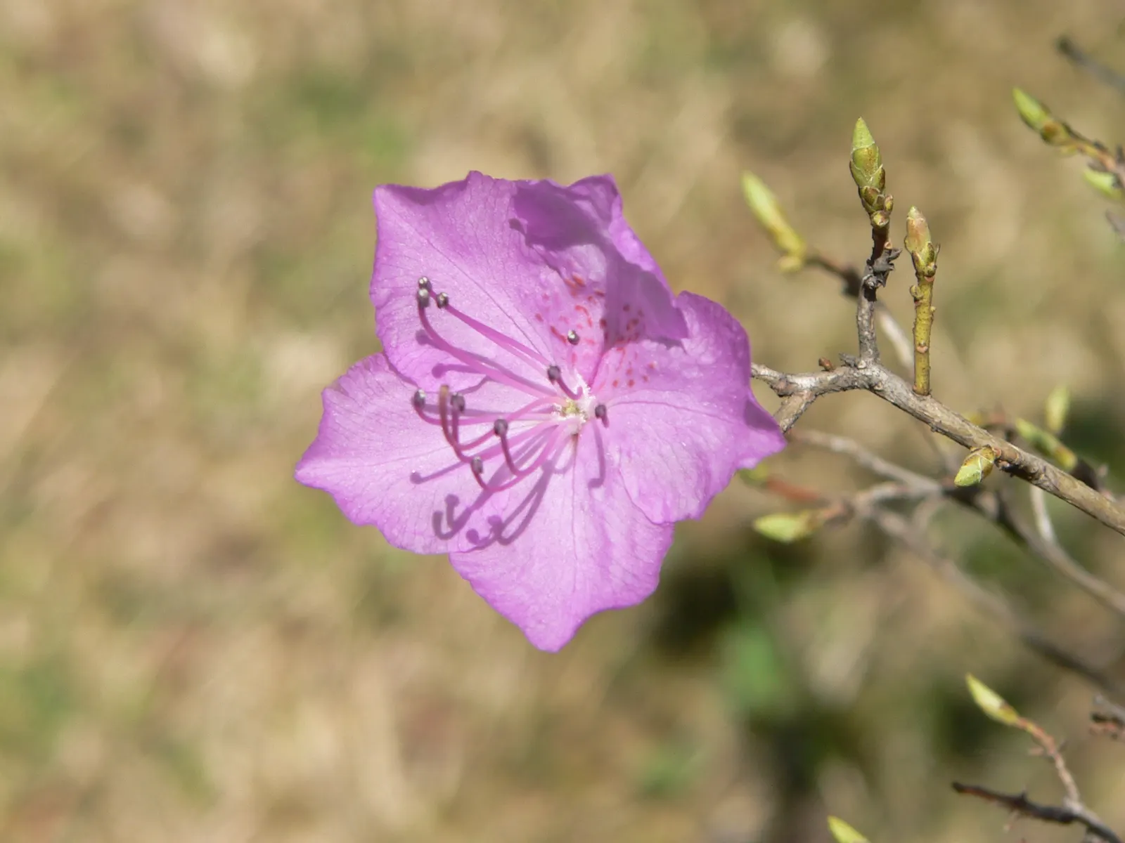 Korean Azalea (Rhododendron poukhanense) — showcasing a remarkable cold hardiness that makes it a prized specimen in many gardens across these regions