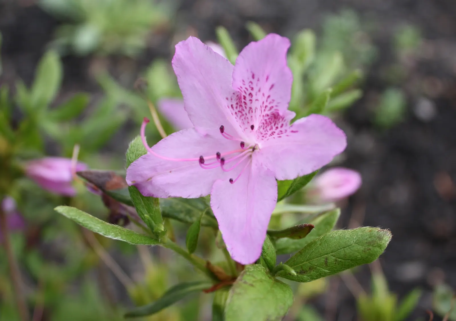 Korean Azalea (Rhododendron poukhanense) — Prefers acidic, well-drained soil; shrub for half or shade