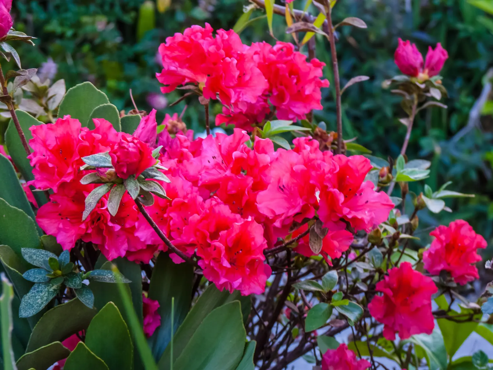 Korean Azalea (Rhododendron poukhanense) — The blossoms make their grand entrance in the spring