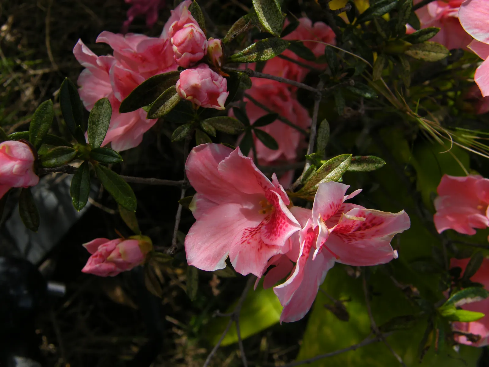 Korean Azalea (Rhododendron poukhanense) — Regular watering and mulching will help maintain soil moisture and temperature