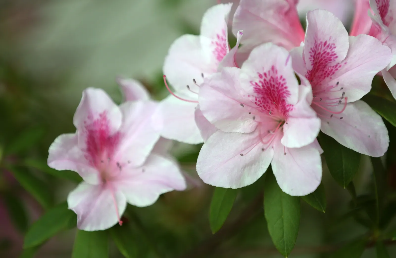 Korean Azalea (Rhododendron poukhanense) — acidic soil (pH between 5.5 and 6.0) and thrive best in partial shade but can tolerate full sun
