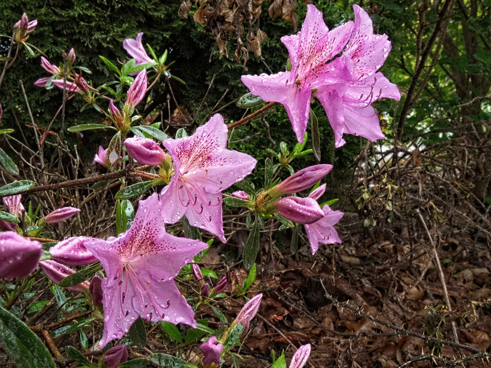 Korean Azalea (Rhododendron poukhanense) — ensuring a lush display each year