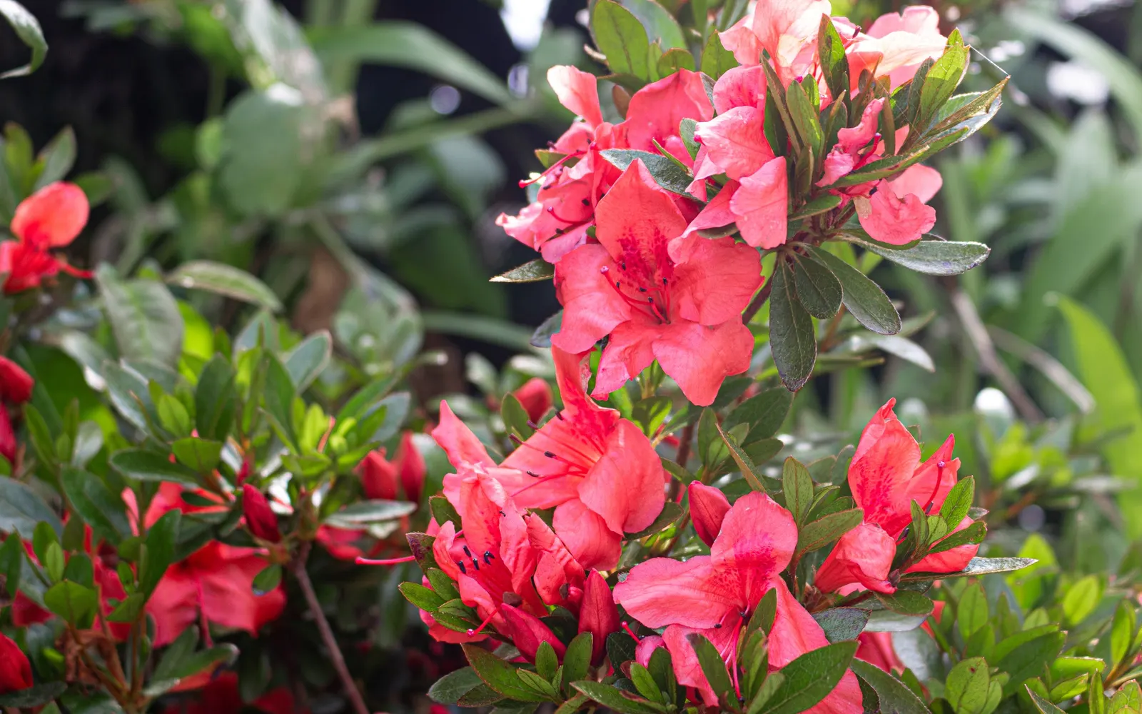Korean Azalea (Rhododendron poukhanense) — shrub for half or shade