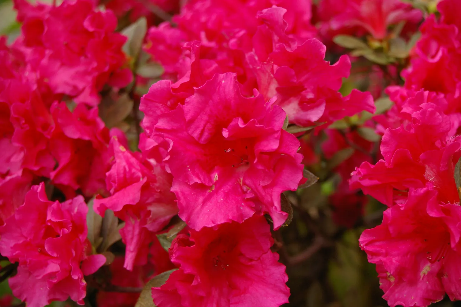 Korean Azalea (Rhododendron poukhanense) — Korean Azalea (Rhododendron yedoense var; renowned for its vibrant, purple-pink blooms in spring, it adds striking