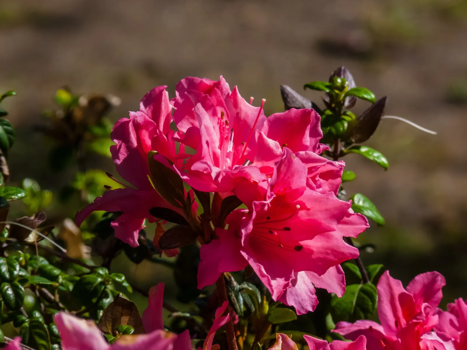 Korean Azalea (Rhododendron poukhanense) — Korean Azaleas prefer well-drained