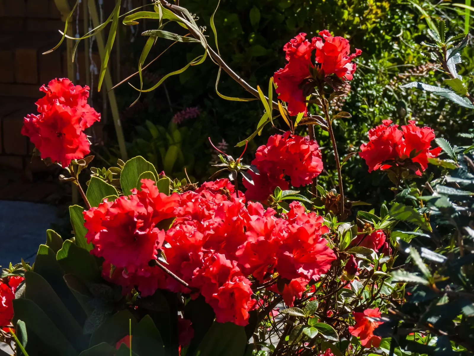Korean Azalea (Rhododendron poukhanense) — Prune lightly to maintain shape and promote vigorous growth; each approximately 1.5 to 2 inches across