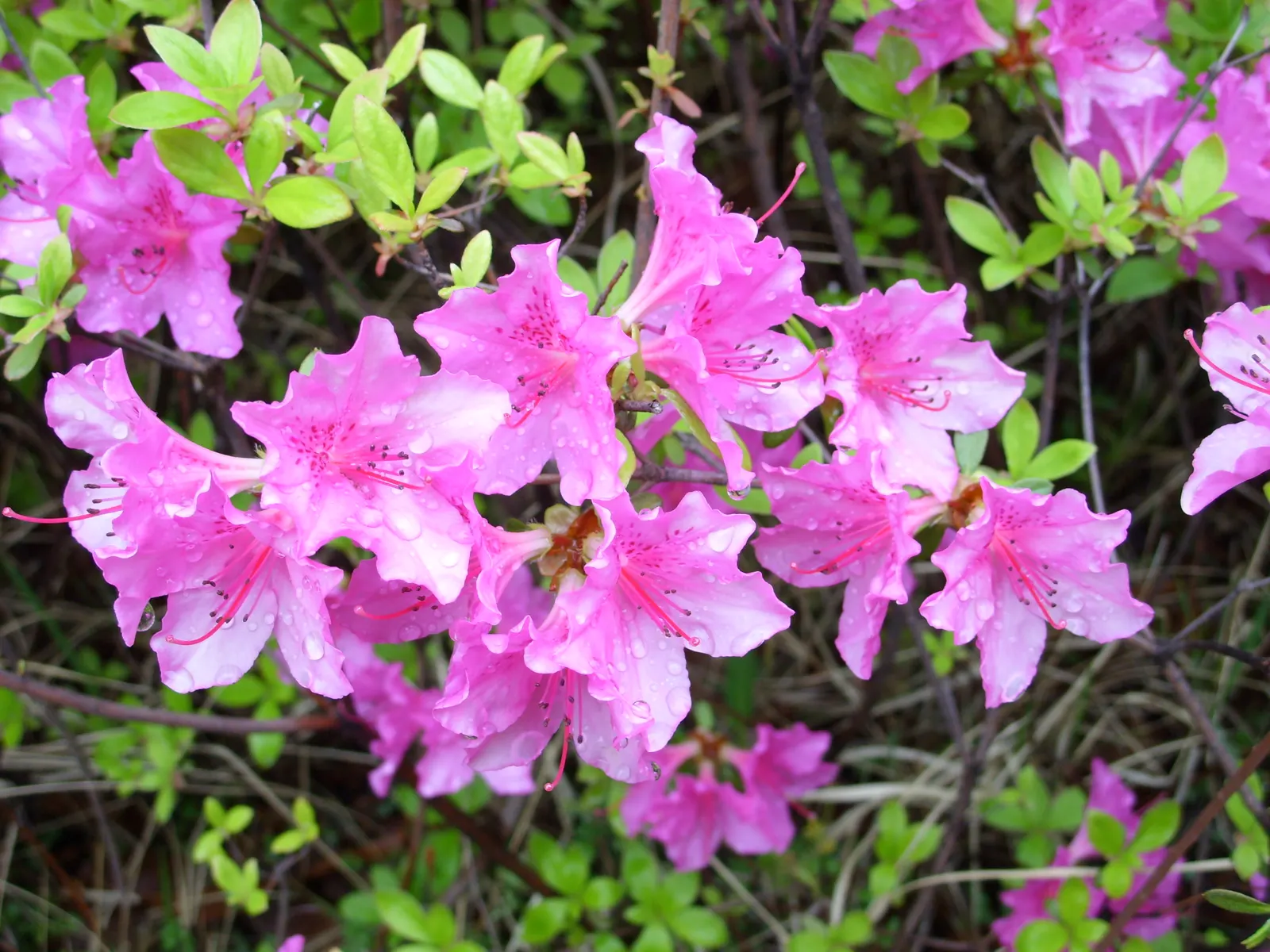 Korean Azalea (Rhododendron poukhanense) — Prune lightly to maintain shape and promote vigorous growth