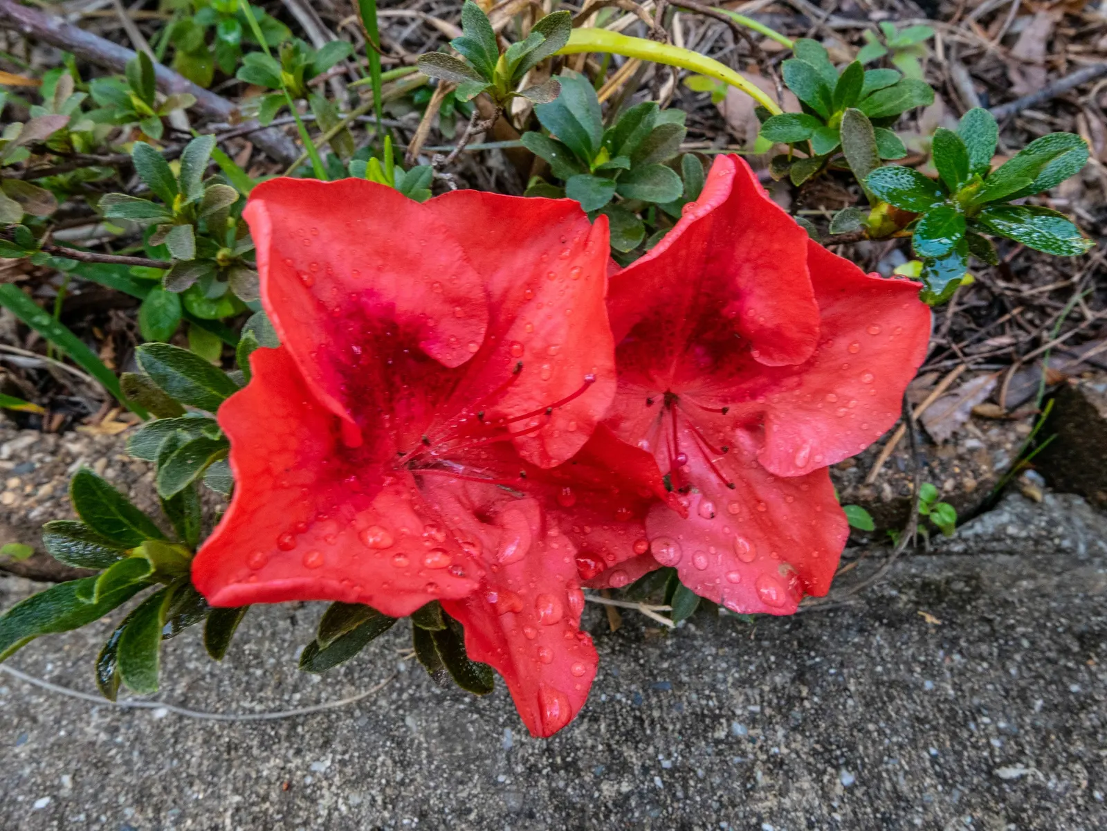 Korean Azalea (Rhododendron poukhanense) — offering a spectacular show that captures the attention of pollinators and passersby alike