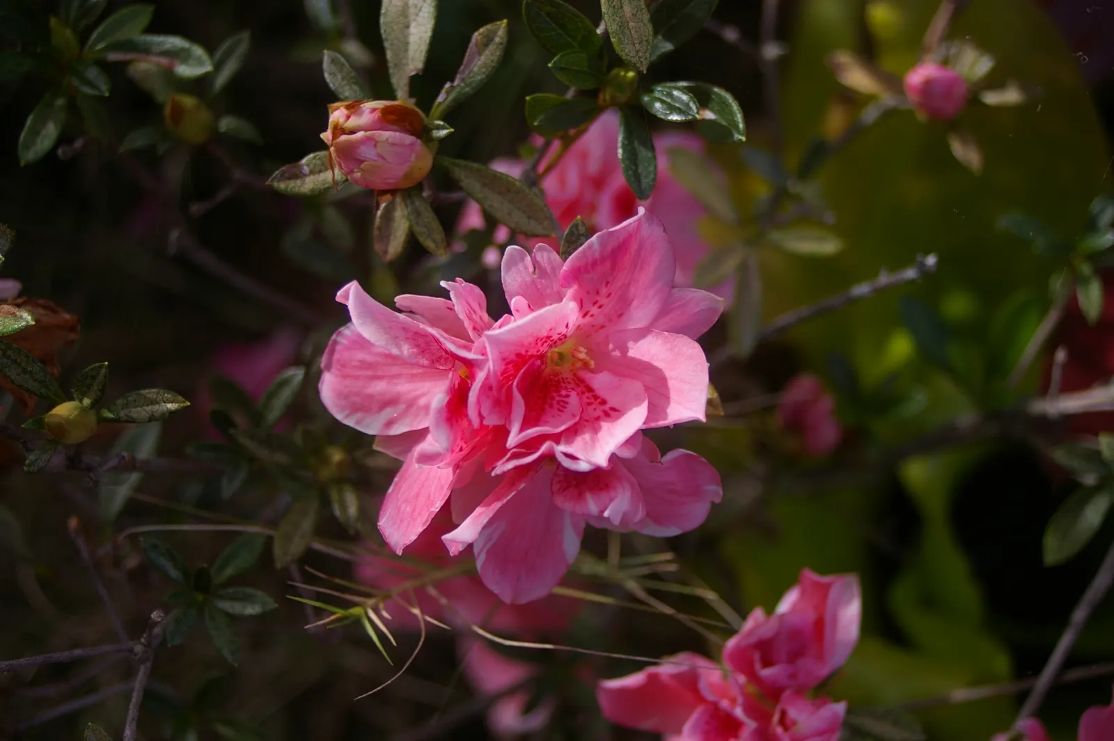 Korean Azalea (Rhododendron poukhanense) — Reaching a mature height of 3 to 4 feet