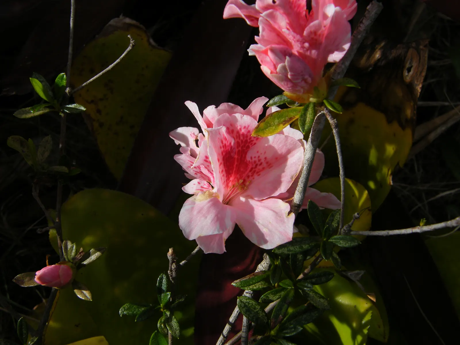 Korean Azalea (Rhododendron poukhanense) — consider locations that offer filtered sunlight or morning exposure with protection from harsh afternoon rays