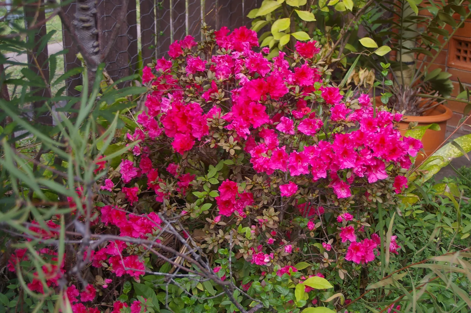 Korean Azalea (Rhododendron poukhanense) — This deciduous Azalea thrives in USDA hardiness zones 4 through 9; it's a compact shrub, reaching 3-6 feet high with
